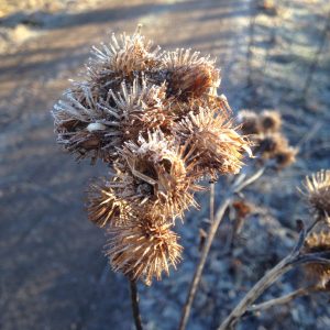 frokapsel-1-jan-2017